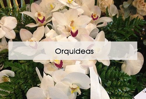delivery orquideas guatemala para funeral