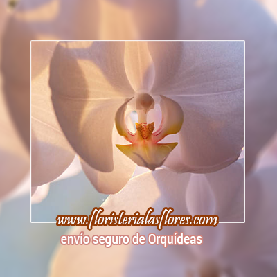 venta de orquideas blancas en guatemala