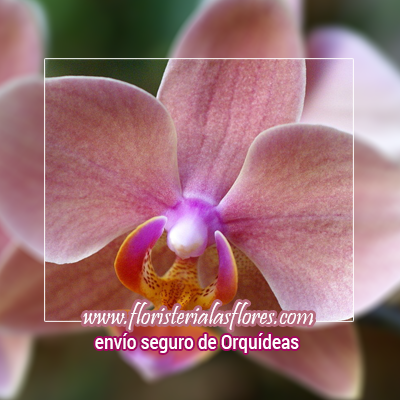 orquideas en guatemala para ocasiones especiales