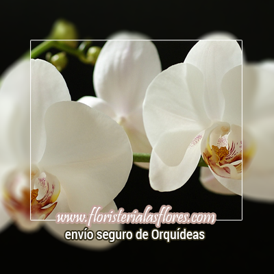 arreglos de orquideas blancas