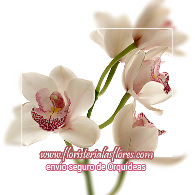 orquideas bellas y especiales