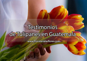 Tulipanes bellos a domicilio en la ciudad de Guatemala