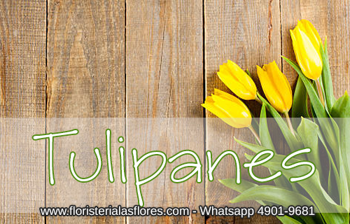 tulipanes para regalar