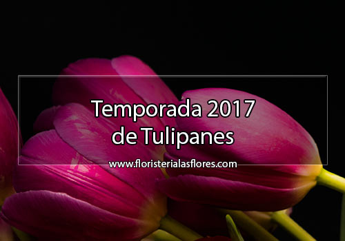 Tulipanes en Guatemala