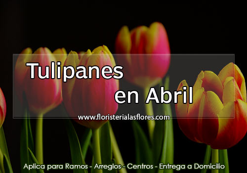 tulipanes en abril en guatemala