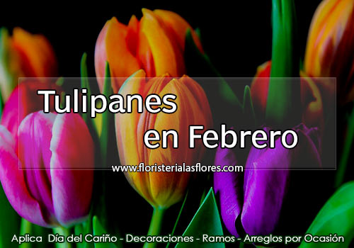 Tulipanes en Febrero