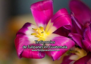 Tulipanes frescos y naturales en Guatemala