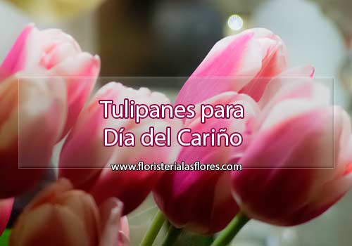 Tulipanes para día del Cariño en Guatemala
